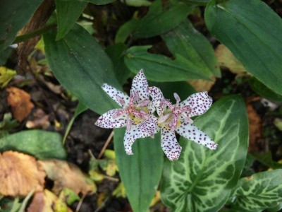 Tricyrtis hirta - medium image 1