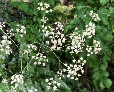 Trinia glauca - medium image 1