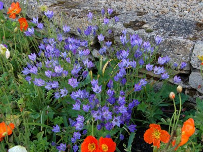 Tritelia laxa 'Queen Fabiola' - medium image 1