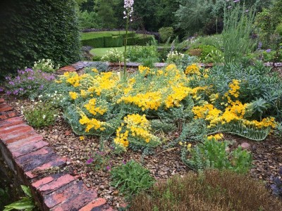 Tropaeolum polyphyllum - medium image 1