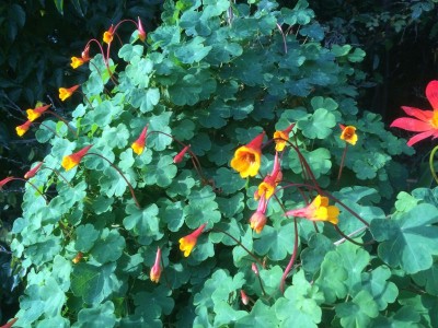 Tropaeolum tuberosum 'Ken Aslett' - medium image 1