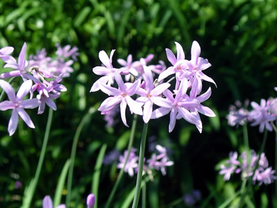 Tulbaghia violacea - medium image 1