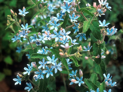 Tweedia coerulea - medium image 1