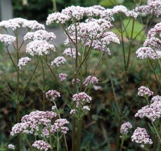 Valeriana officinalis - medium image 1