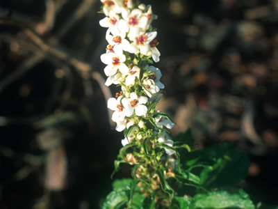 Verbascum chaixii 'Album' - medium image 1