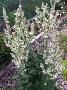 Verbascum lychnitis - medium image 1