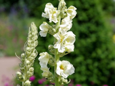 Verbascum phlomoides 'Spica' - medium image 1