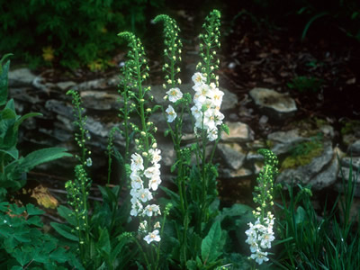 Verbascum phoeniceum 'Album' - medium image 1