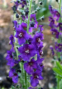Verbascum phoeniceum 'Violetta' - medium image 1