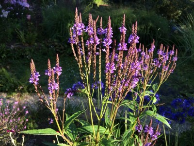 Verbena hastata - medium image 1