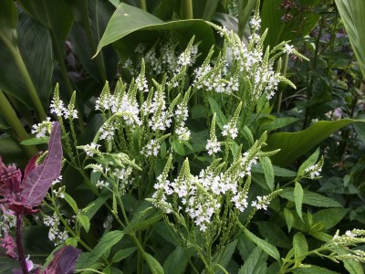 Verbena hastata 'Alba' - medium image 1