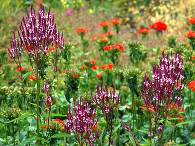 Verbena hastata 'Rosea' - medium image 1