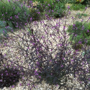Verbena officinalis 'Bampton' - medium image 1
