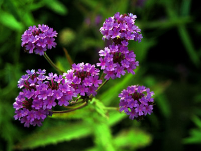 Verbena rigida - medium image 1