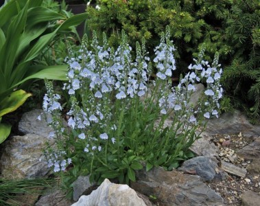 Veronica gentianoides - medium image 1
