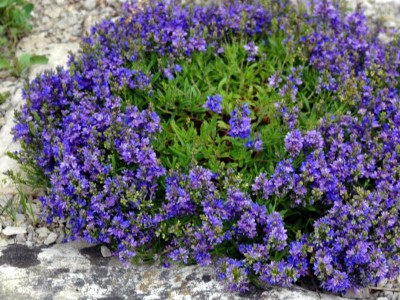 Veronica prostrata AGM - medium image 1