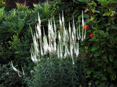 Veronicastrum virginicum 'Album' - medium image 1