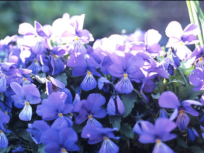 Viola corsica - medium image 1