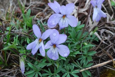 Viola pedatifida - medium image 1