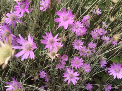 Xeranthemum annuum - medium image 1