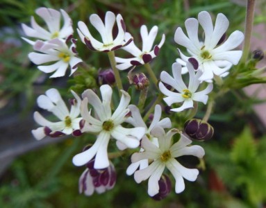 Zaluzianskya capensis - medium image 1