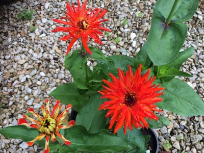 Zinnia elegans 'Inca' - medium image 1