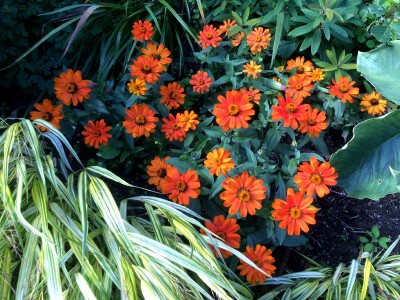 Zinnia marylandica 'Zahara Fire' - medium image 1