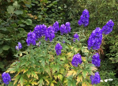 Aconitum carmichaelii 'Arendsii' - medium image 2