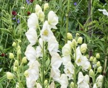 Aconitum napellus 'Album' - medium image 2