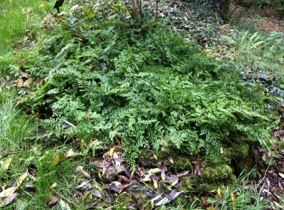 Adiantum venustum - medium image 2