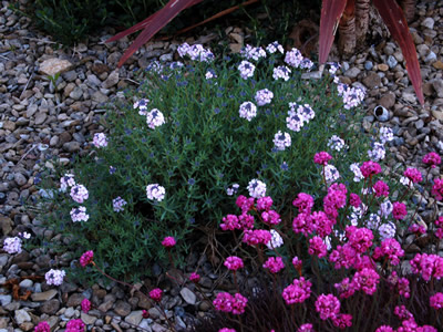 Aethionema grandiflorum - medium image 2