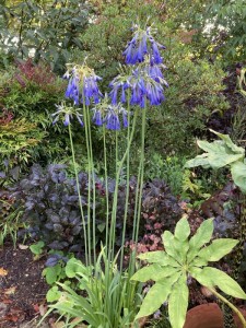 Agapanthus inapertus 'Icicle' - medium image 2