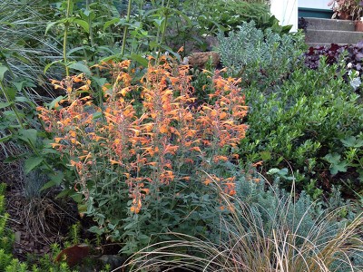 Agastache aurantiacus 'Apricot Sprite' - medium image 2