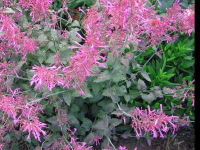 Agastache 'Bolero' - medium image 2
