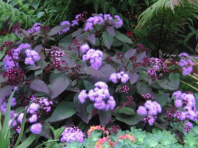 Ageratum corymbosum - medium image 2