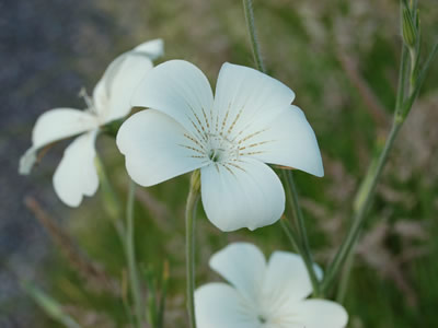 Agrostemma 'Ocean Pearl' - medium image 2
