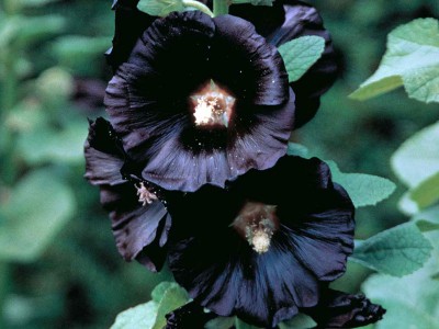 Alcea rosea 'Nigra' - medium image 2