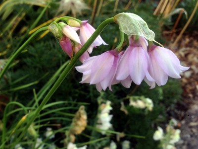 Allium narcissiflorum - medium image 2
