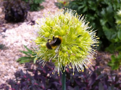 Allium obliquum - medium image 2