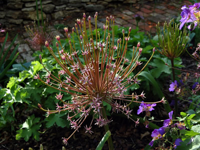 Allium schubertii - medium image 2