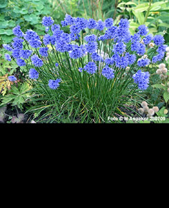 Allium sikkimense - medium image 2