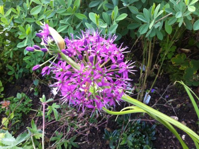Allium wallichii - medium image 2