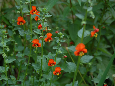 Alonsoa incisifolia - medium image 2