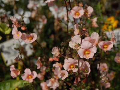 Alonsoa 'Peachy-Keen' - medium image 2