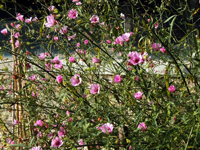 Althaea cannabina - medium image 2