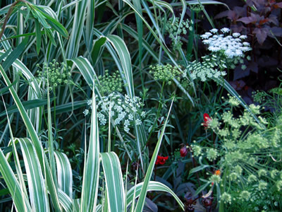 Ammi majus - medium image 2