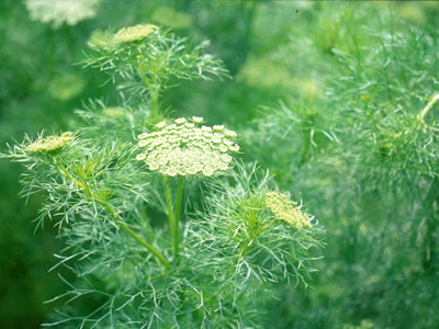 Ammi visnaga - medium image 2