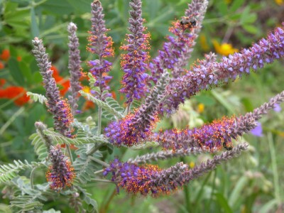 Amorpha canescens - medium image 2