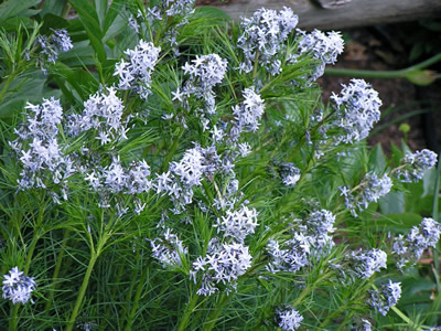 Amsonia hubrichtii - medium image 2