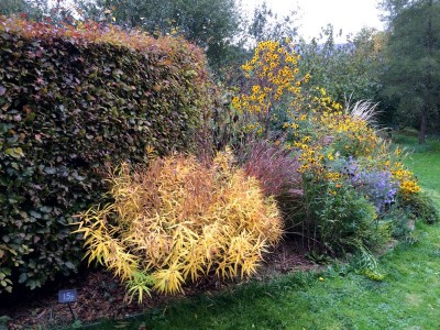 Amsonia illustris - medium image 2
